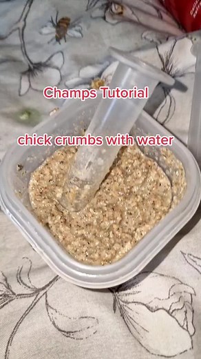 The pigeon lady❤️ on TikTok