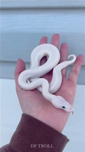 Incredible Animal Transformations!