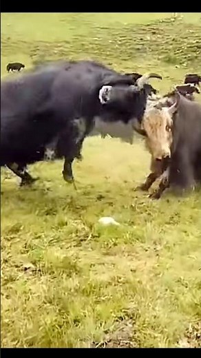Greatest Yak Knockout Battle Ever | Yak King In Himalayan #yakfight #animals