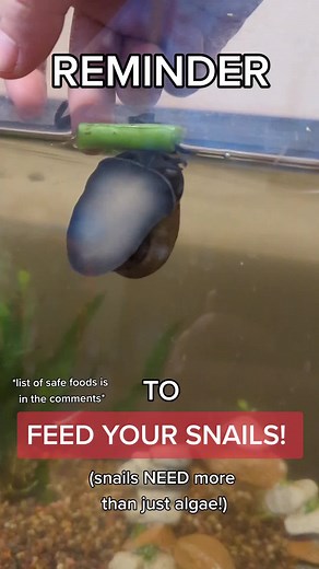 Essential Care Tips for Your Pet Snails
