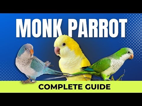 MONK / QUAKER PARROT - Guide | Advantages & Disadvantages | Are they good for new Hobbyist?