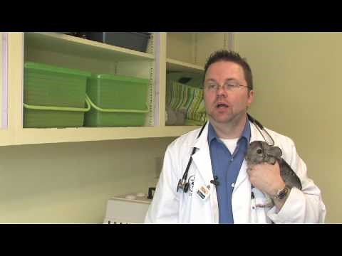 Chinchilla Pets : Owning a Pet Chinchilla