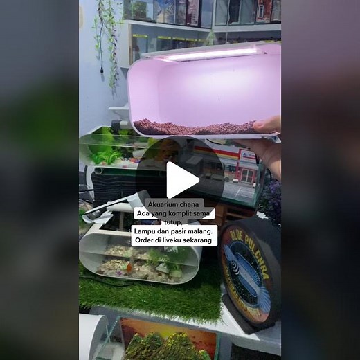 Mini Aquarium Setup and Care Tips