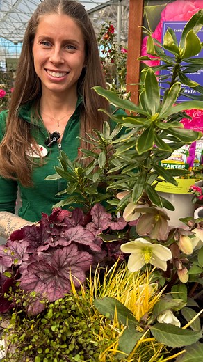 Winter Daphne: Your Garden’s Winter Superstar! ✨ Transform your winter garden with Winter Daphne—a must-have for its enchanting fragrance and stunning blooms! This garden favorite offers elegance and interest when other plants are taking a break. Why Winter Daphne is a Winner: 🌸 Fragrant Blooms: Clusters of pink and white flowers emit a delightful citrus scent, filling the air with a touch of spring. 🌿 Evergreen Beauty: Glossy, deep-green leaves provide year-round appeal. ❄️ Cold-Season Charm: