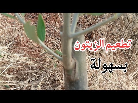 تطعيم الزيتون بالعين الخشبية في الخريف
