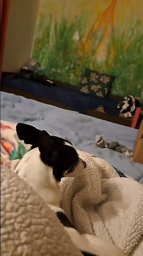 Lucy Princess Loves Her Blankies | Jack Russell Corgi Queen Baby Love of the Universe