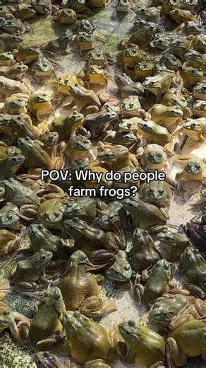 Understanding the Purpose of Frog Farming