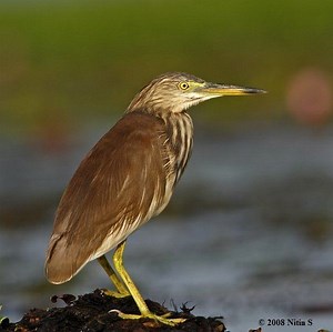 Indian pond heron - Alchetron, The Free Social Encyclopedia