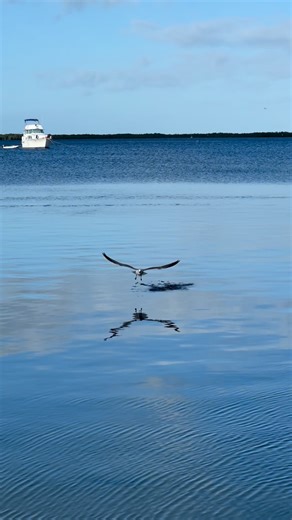 Hampton Inn Key Largo on Instagram: "✨ “Nature at its finest 🌿🐦 Watching birds thrive in their natural habitat, surrounded by tropical breezes, swaying palms, and the calm waters of Key Largo. Moments like these remind us how beautiful it is to slow down and simply observe.” ✨ #NatureLovers #BirdWatching #WildlifeMoments #KeyLargo #FloridaKeys #TropicalNature #NaturalBeauty #IslandLife #EcoEscape #keylargo #miami #hamptoninnkeylargo #evergladesnationalpark #keywest #hiltonkeylargo #hiltonforth