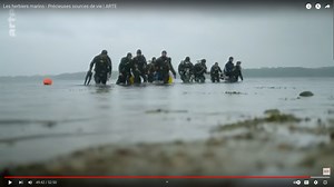Les herbiers marins selon ARTE