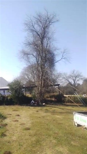 TS brings u down safe 0614704544 | TS Tree Felling we Like the Big One's