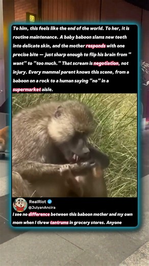 Why This Mother Baboon Bit Her Own Baby! 🐒 #Nature #Wildlife #Science