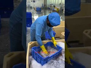🦐 Shrimp Processing Step-by-Step | From Fresh Catch to Ready-to-Cook!