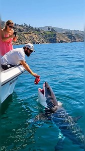 102 reactions | This Shark Really Wanted That Snack! 麗 #OceanPredator | Unleashed Predators | Facebook