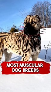 359K views · 3.7K reactions | Most Muscular Dog Breeds   #muscular #dogs #musculardogs #fyp #richyvidz #animals #dogs #dogsoftiktok #rott | Animal Lover | Facebook