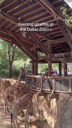 Feeding Giraffes at Dallas Zoo - A Memorable Experience
