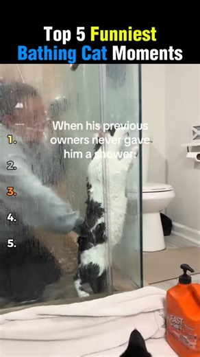 Top 5 Bathing Cat Moments 💦