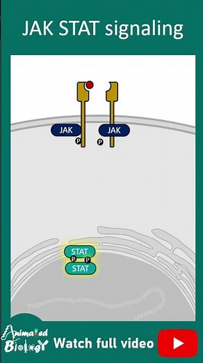 JAK STAT pathway | 1 min cell bio