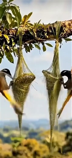Nature's Architect: Birds Building Amazing Hanging Nests 🐦🌿 #facts #nest