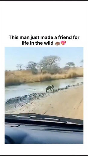 Explore World on Instagram: "The video shows a baby hippo fleeing a crocodile toward a safari vehicle, where a man reaches out to pull the calf inside for safety, ending with it safely aboard amid savanna scenery. Replies overwhelmingly deem it fabricated, citing implausible elements like the mother's passive response—contradicting hippos' known aggressive defense (e.g., documented cases where adults kill crocs)—and overly fluid motions suggestive of AI generation. Posted by an account specializ