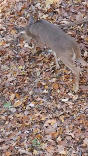 Giant 🤣 #outdoors #bowhunting #archery #suscribete #hunting