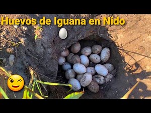 How Iguanas Guard Their Eggs on Land 🦎🥚