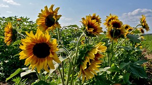 Sunflower Festival Weekend at Maple Lawn Farms