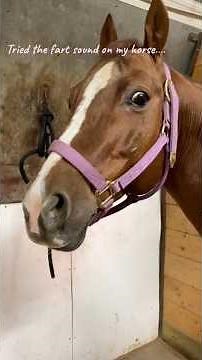 A horse's incredibly powerful fart #horse #horseriding #horses