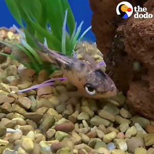 15M views · 142K reactions | Guy sees a dying fish at the pet store and brings him home — a week later he feels so much better, he’s a whole different color! | The Dodo | Facebook