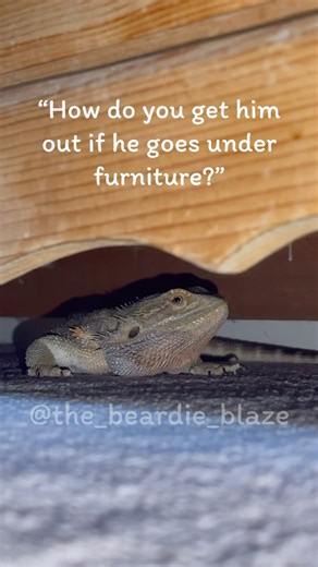 3.3K reactions · 63 shares | Watch and learn  - Dave . . . . . . . . . . . . . #beardeddragon #beardeddragonlove #beardeddragonowner #beardeddragonmom #beardeddragonsofig #beardeddragonlife #beardeddragons #beardeddragonlover #reptile #reptilelover #reptiles #lizard #lizards #lizardlover #lizardlife #lizardlove #dragonsofinstagram #beardeddragonsofinstagram #cutereptiles #reptilesofinstagram #amphibians #exoticpets #beardies #beardie #herpetology | the_beardie_blaze | Facebook