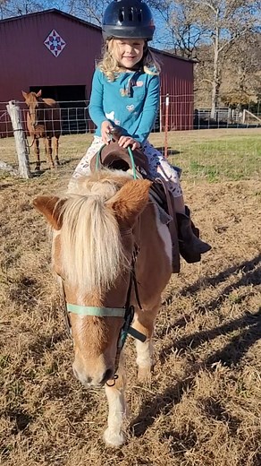 24 reactions | 1st real solo ride for our girl on sweet Romeo! Her confidence has grown so much, and she had alot of fun! Let the adventures begin! #tnfarm #farm #horse #pony #horsebackriding | Fuson Farms | Facebook