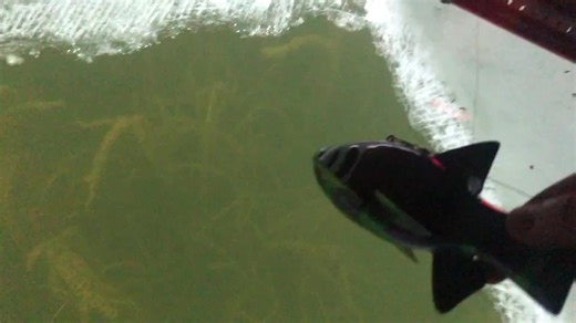 #art #artist #decoy #woodcarving #woodworking #spearing #fishdecoy