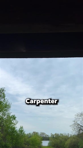 How to Get Rid of Carpenter Bees! #bees #pests #pestcontrol #wasps | Pest Badger
