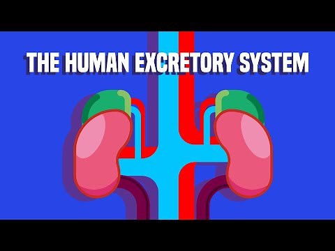 The COMPLEX Structure in Our Urinary System | Biology