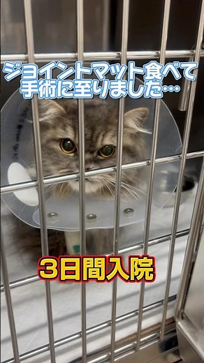 【緊急手術】猫の誤飲…7回嘔吐🤮腸閉塞の危険大⚠️気をつけます😭
