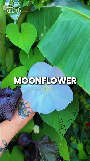 Plants That Come Alive at Night for Your Garden