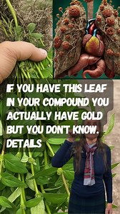 292K views · 2.5K reactions | If you have this leaf in your compound you actually have gold but you don't know. Details | GreenLife Guides | Facebook