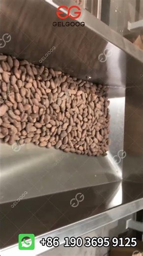 How To Peel Cacao?——Cocoa Peeling Machine #machine#cocoa #cacao