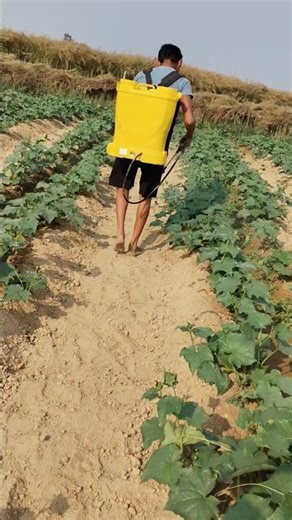 मिर्च और खीरा का पौधा है ♥️ ♥️♥️♥️