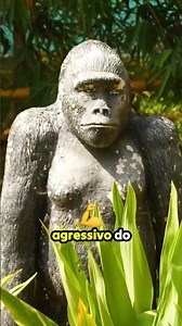 O Mistério do Macaco Billy: Gorila ou Chimpanzé?
