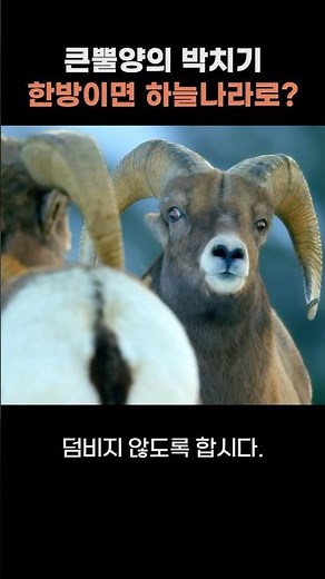 큰뿔양의 박치기 한방이면 하늘나라로? #큰뿔양 #양 #산양 #shorts