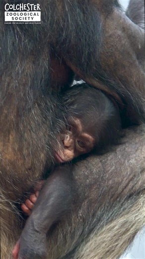 Kora’s baby is nearly 1 month old! She still stays close to mum, but the Animal Care Team are pleased to see that she is growing bigger every day. | Colchester Zoo