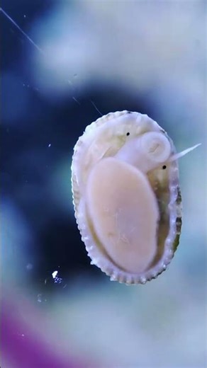 The cutest little limpet #reeftank #nanotank #shorts #cute #marineaquarium