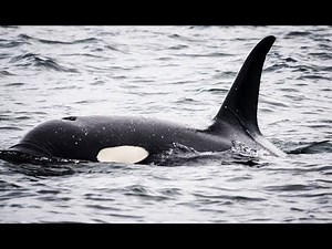 How to DRAW a KILLER WHALE