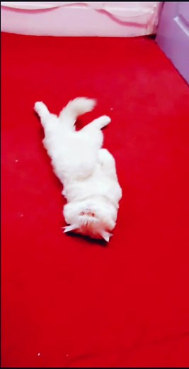 garmi ka kuch aesa aalam hy k ye b sedha laet gya ha😂