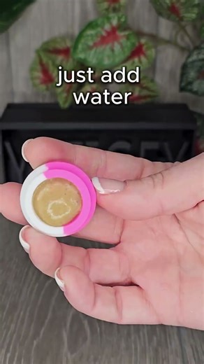 Gecko Diet Delivered!