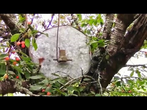 Keep birds off your fruit trees for good!