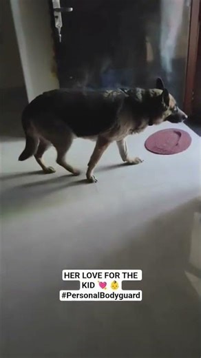 This Female German shepherd loves to play with kids|cute baby and cute German shepherd female|#puppy