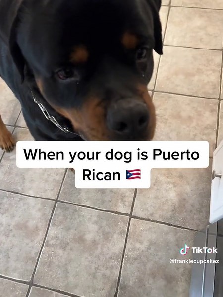 Puerto Rican Dog Waiting for White Rice