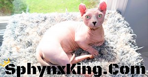 Available Kittens | Sphynxking.com | Nashville
